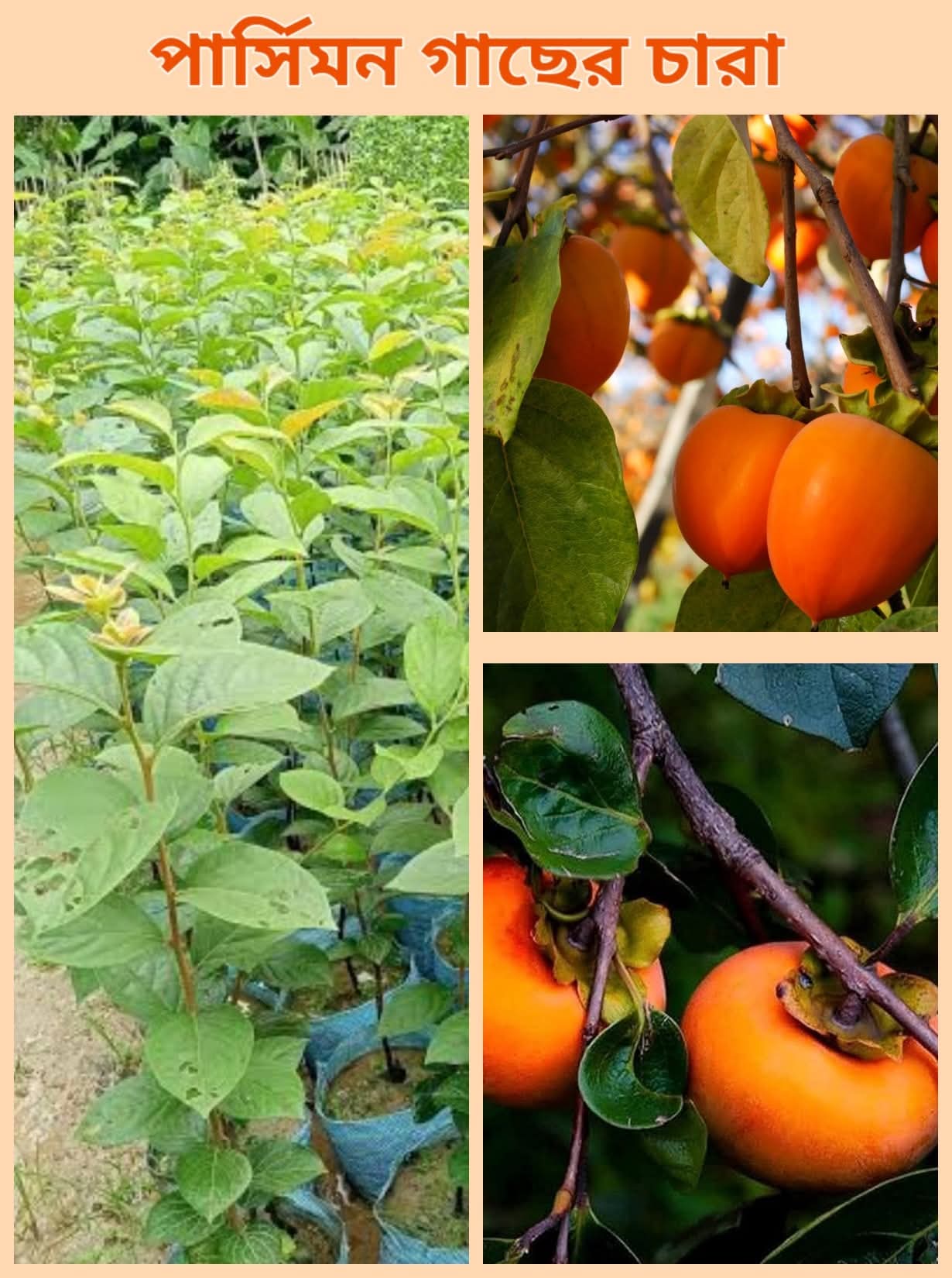 Tree agro nursery(Rajshahi)