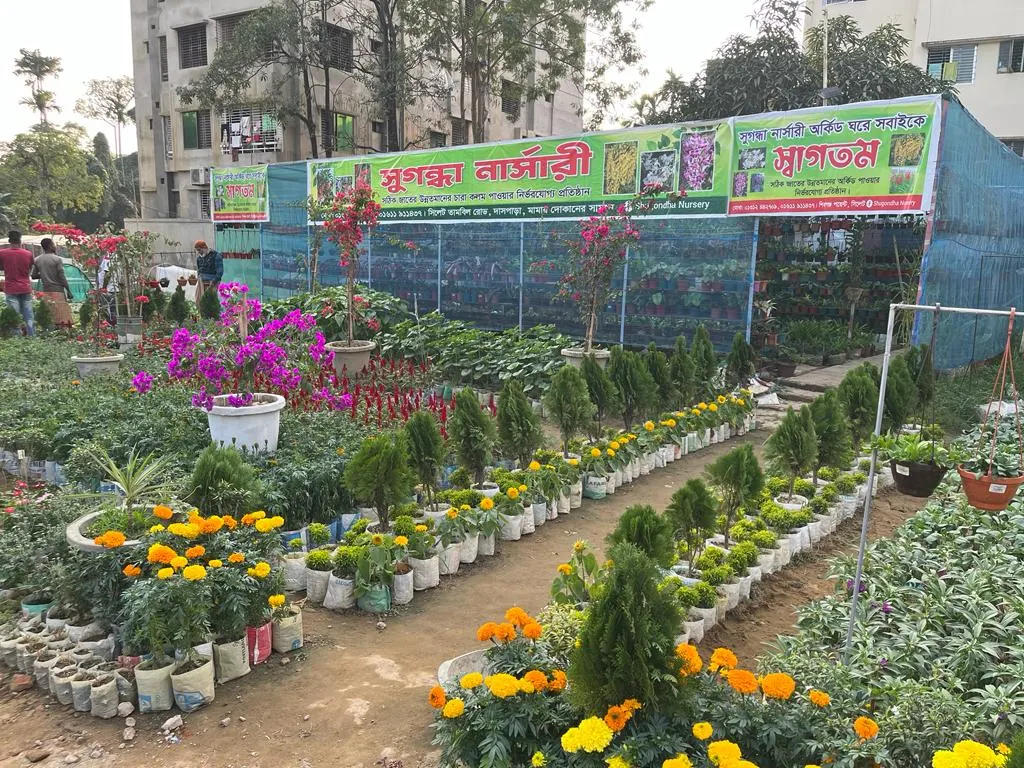 সুগন্ধা নার্সারি