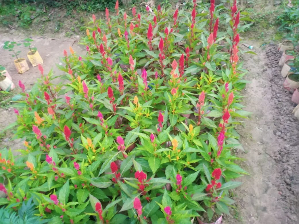 গ্রীণ নার্সারি