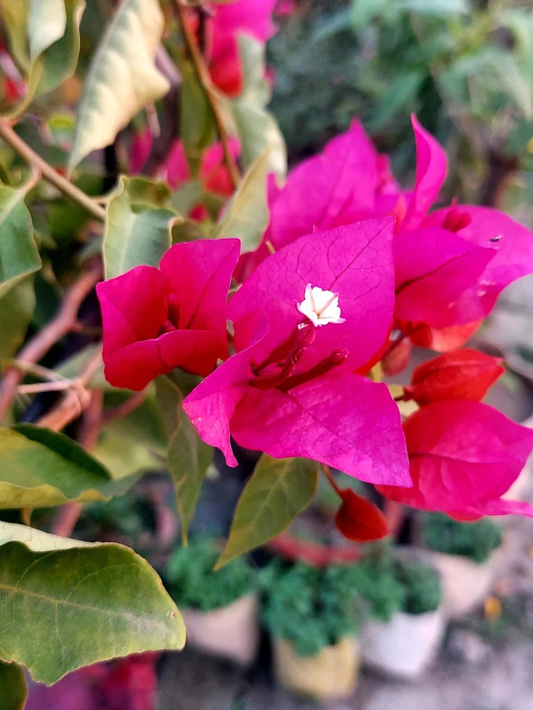 জামান নার্সারি