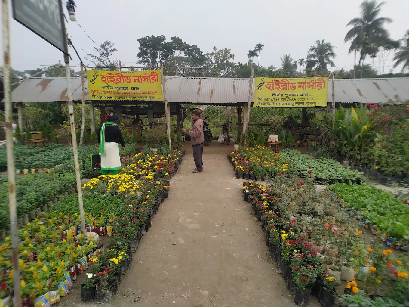 মেসার্স হাইব্রিড নার্সারি